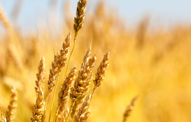 Wheat protein peptide